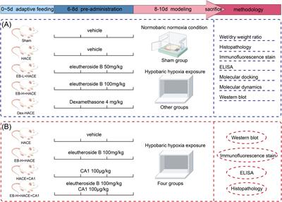 Eleutheroside B alleviates oxidative stress and neuroinflammation by inhibiting the JAK2/STAT3 signaling pathway in a rat high altitude cerebral edema model